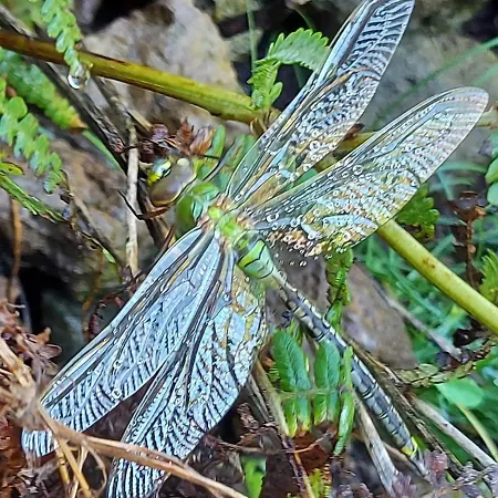 La Calma - Sea View - Private Spaces 100m Guest house Candelaria